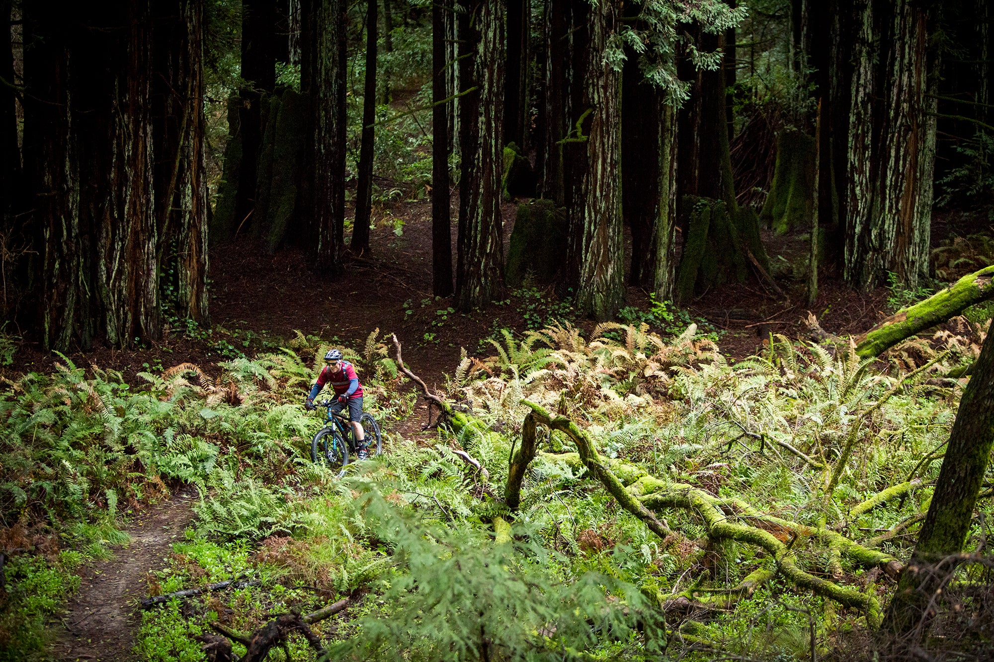 Mountain bike rider in forest